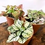 Guía completa de la planta hypoestes: Análisis y comparativa de los mejores productos de cuidado para tu jardín