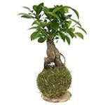 Guía de compra: Los mejores kokedamas de ficus para tu jardín