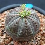 Guía de Cuidados: Euphorbia obesa, la Joya del Jardín