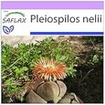 Guía de compra: Los mejores productos para el cultivo de pleiospilos en tu jardín