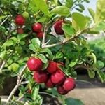 Análisis y comparativa: ¿Dónde comprar la mejor planta de acerola para tu jardín?