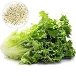 Análisis y comparativa de las mejores semillas de lechuga rizada para tu huerto: ¡Descubre cuál es la ideal para ti!