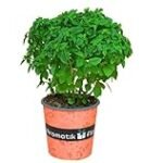 Análisis de las mejores variedades de albahaca de hojas pequeñas para tu jardín