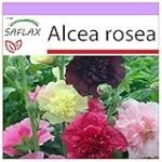 Título: Análisis y comparativa de las mejores semillas de malva real doble para tu jardín