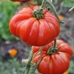 Guía de cultivo de tomate Montserrat: análisis y comparativa de los mejores productos para su cuidado en jardinería y agricultura