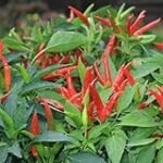 Guía de compra: Los mejores chiles pimiento para cultivar en tu jardín