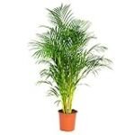 Comparativa de las Mejores Variedades de Areca Ramificada para tu Jardín