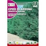 Guía de compra: Los mejores cipreses Arizona para tu jardín