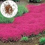 Título: Análisis de las Mejores Semillas de Flores de Tomillo para Tu Jardín