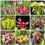 Guía de compra: Las mejores sarracenias para tu jardín - Análisis y comparativa 2021