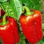 Guía definitiva para freír pimientos: Productos de jardinería y agricultura que necesitas