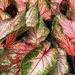 Análisis y comparativa de los mejores bulbos Caladium para un jardín espectacular