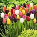 Guía de compra: Bulbos de Tulipa, los mejores productos para tu jardín