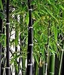 Guía de cultivo y comparativa de Phyllostachys nigra: el bambú negro en jardinería y agricultura