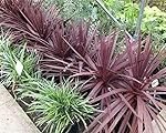 Análisis y comparativa de la Cordyline Australis Red Star: ¡Descubre la joya de tu jardín!