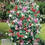 Guía de compra: Camelia Roja - Análisis de los mejores productos de cuidado para esta hermosa planta en jardinería