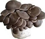 Comparativa de los mejores sets de alpaca para la siembra de seta de cardo en tu jardín: ¡Descubre cuál es el ideal para ti! Comparativa de los mejores sets de alpaca para la siembra de seta de cardo en tu jardín: ¡Descubre cuál es el ideal para ti!