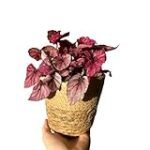 Guía de compra: Begonias rosa - Análisis y comparativa de las mejores variedades para jardinería y agricultura