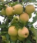 Análisis y comparativa de los manzanos Golden Delicious: ¡Descubre la mejor variedad para tu jardín!