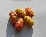 Guía de cultivo de la oca oxalis tuberosa: Análisis y comparativa de las mejores variedades para tu jardín