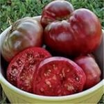 Análisis y comparativa: Venta de plantas de tomates gigantes para tu jardín