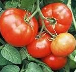 Toma el control de tu huerto: Análisis y comparativa de los mejores productos para cultivar tomates tempranos