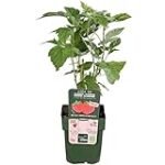 Guía definitiva: cómo cultivar frambuesas en maceta con los mejores productos de jardinería y agricultura