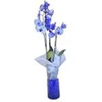 Guía de compra: Phalaenopsis azul - Análisis y comparativa de las mejores variedades para tu jardín