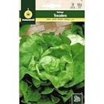 Análisis y comparativa de las variedades de lechuga de Trocadero: ¡Descubre la mejor opción para tu jardín!