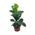 Análisis y comparativa: ¿Dónde comprar el mejor ficus lyrata para tu jardín?