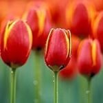 Guía de compra: Los mejores bulbos de tulipanes para tu jardín