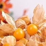 Physalis en maceta: Guía completa de cultivo para tu jardín urbano