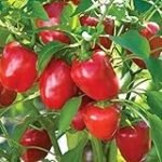 Análisis y comparativa de las mejores variedades de pimiento campana para tu jardín