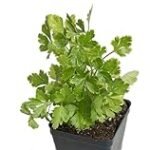 Análisis y comparativa de los mejores productos para el cultivo de cilantro