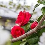 Guía de compra: Las mejores variedades de camelias para tu jardín