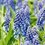 Guía completa de cuidados para Muscari armeniacum: Análisis de los mejores productos de jardinería y agricultura