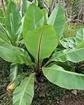 Ensete ventricosum: Guía de cultivo y comparativa de los mejores productos para su cuidado en jardinería y agricultura
