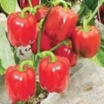 Análisis: Las Mejores Semillas de Pimiento Rojo para tu Jardín o Huerto