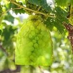 Análisis y comparativa: Las mejores bolsas para tapar racimos de uvas en el cultivo