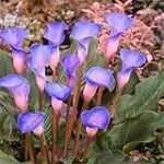 Análisis y comparativa: los bulbos de calas de colores más vibrantes para tu jardín