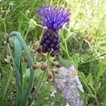 Muscari: El significado floral detrás de esta bellísima planta para tu jardín Muscari: El significado floral detrás de esta bellísima planta para tu jardín