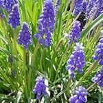 Guía de compra: Muscari Armeniacum, la joya azul del jardín