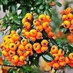 Todas las claves sobre la Pyracantha amarilla: análisis y comparativa de las mejores variedades para tu jardín