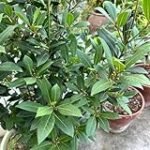 Semilla de laurel: Análisis y comparativa de las mejores opciones para tu jardín y huerto