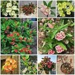 Zarza sin espinas: Análisis de las mejores opciones para tu jardín Zarza sin espinas: Análisis de las mejores opciones para tu jardín