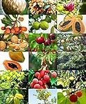 Análisis y comparativa: Las mejores semillas de frutas tropicales para tu jardín