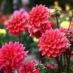 Guía de compra: las mejores dalias para tu jardín