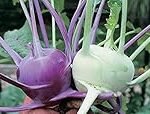Análisis y comparativa: Descubre los beneficios del kohlrabi morado en tu jardín