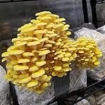 Guía de cultivo de setas ostras: Análisis de los mejores kits para el jardín y la agricultura