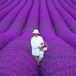 Guía de compra: Las mejores semillas de lavanda para tu jardín